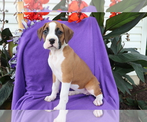 Boxer Puppy for sale in SHILOH, OH, USA