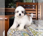 Maverick - Male Mal-Shi Puppy for Sale - Photo #9