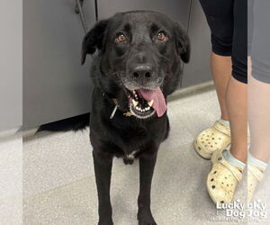 Medium Labrador Retriever Mix
