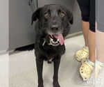 Small Labrador Retriever Mix