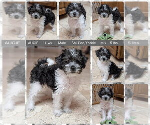Shih Tzu-Unknown Mix Dogs for adoption in Mesa, AZ, USA