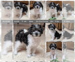 Small Shih Tzu Mix