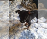 Puppy Puppy 2 Chihuahua