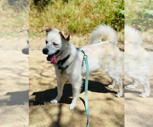 Mutt Dogs for adoption in Woodland Hills, CA, USA