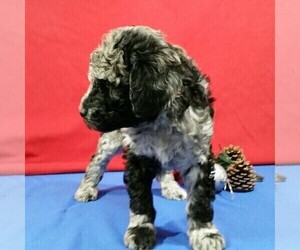 Poodle (Standard) Puppy for sale in MILLERSBURG, OH, USA