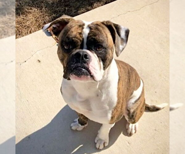 Medium Photo #1 Boxer Puppy For Sale in Dumont, NJ, USA