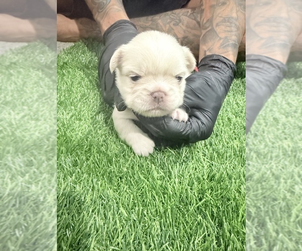 Medium Photo #4 French Bulldog Puppy For Sale in PORTSMOUTH, VA, USA