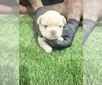 Small #2 French Bulldog