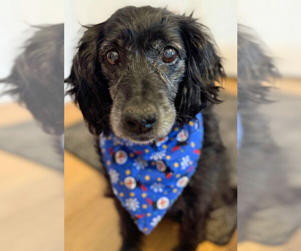 Medium Photo #8 Cocker Spaniel Puppy For Sale in Arlington, VA, USA