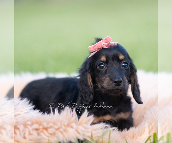 Medium Photo #1 Dachshund Puppy For Sale in WARSAW, IN, USA
