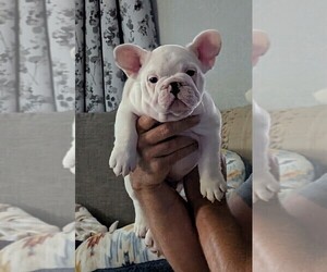 French Bulldog Puppy for sale in CANYON LAKE, TX, USA