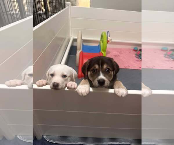 Medium Photo #14 Great Pyrenees-Unknown Mix Puppy For Sale in Houston, TX, USA
