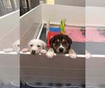 Small #13 Great Pyrenees Mix