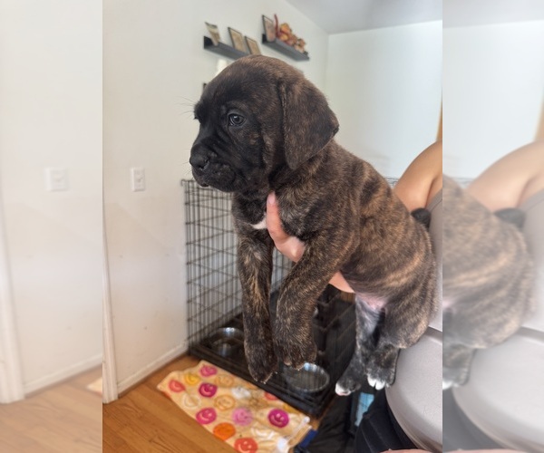 Medium Photo #3 Cane Corso Puppy For Sale in CHATTANOOGA, TN, USA