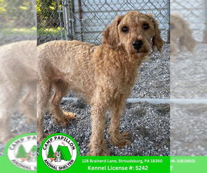 Goldendoodle (Miniature) Dogs for adoption in Stroudsburg, PA, USA