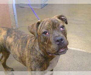 Boxer-Unknown Mix Dogs for adoption in Sacramento, CA, USA