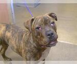 Small Boxer Mix