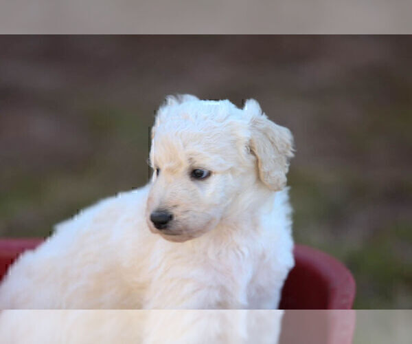 Full screen Photo #3 Pyredoodle Puppy For Sale in EATONTON, GA, USA
