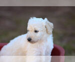 Small Photo #3 Pyredoodle Puppy For Sale in EATONTON, GA, USA