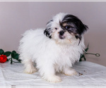 Small #12 Shih Tzu
