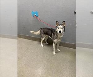 Siberian Husky-Unknown Mix Dogs for adoption in Las Vegas, NV, USA