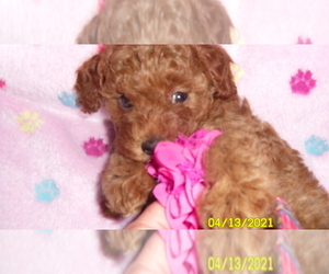 Poodle (Miniature) Puppy for sale in DULUTH, GA, USA