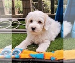 Small Photo #2 Cockapoo Puppy For Sale in PIONEER, CA, USA