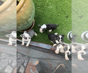 Boston Terrier Puppy for sale in VACAVILLE, CA, USA