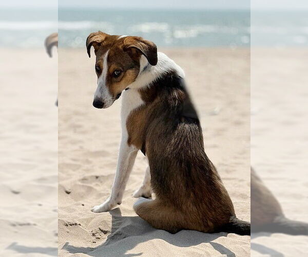 Medium Photo #7 Australian Shepherd-Collie Mix Puppy For Sale in Genesee, WI, USA