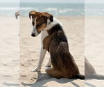 Small #6 Australian Shepherd-Collie Mix