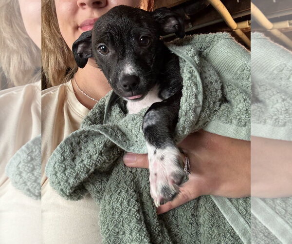 Medium Photo #3 Chihuahua-Unknown Mix Puppy For Sale in Grafton, WI, USA
