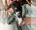 Small #2 Chihuahua Mix