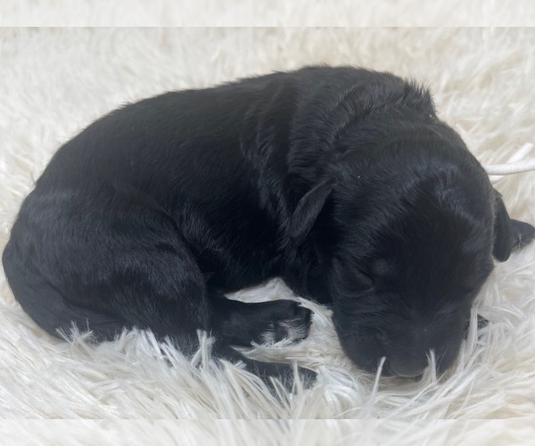Medium Photo #31 Goldendoodle Puppy For Sale in PIERSON, FL, USA