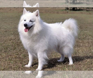 American Eskimo Dog Puppy for sale in MONROEVILLE, PA, USA