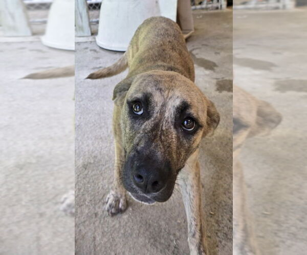 Medium Photo #3 Shepweiller Puppy For Sale in Osgood, IN, USA