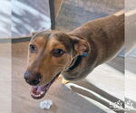 Small #10 Retriever  Mix