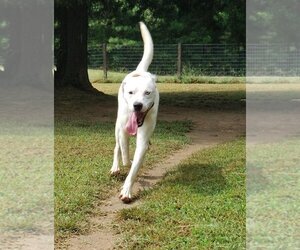 SALVADOR - Male Boxer-Huskies  Mix Dog for Adoption - Photo #4