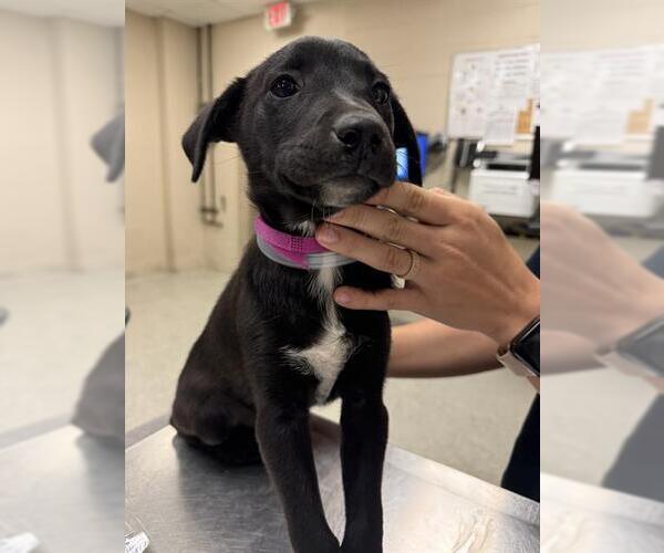 Medium Photo #1 Labrador Retriever-Unknown Mix Puppy For Sale in Conroe, TX, USA