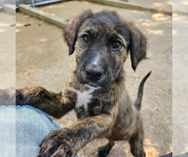 Medium Photo #1 Mutt Puppy For Sale in Sterling, MA, USA