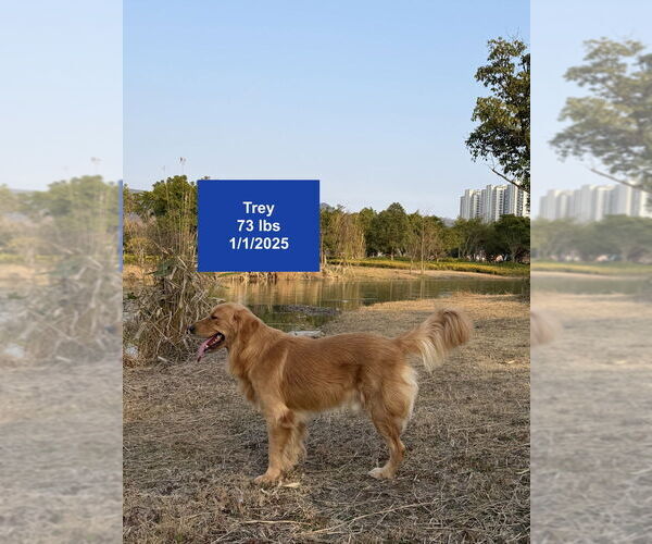 Medium Photo #4 Golden Retriever Puppy For Sale in West Hollywood, CA, USA