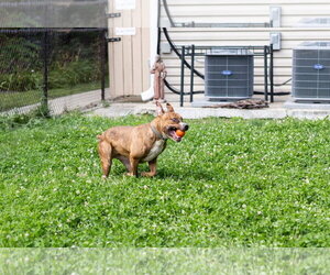 Raphael - Male Mutt Dog for Adoption - Photo #6