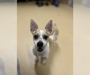 Chihuahua-Unknown Mix Dogs for adoption in Chula Vista, CA, USA