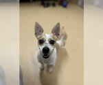 Small Chihuahua Mix