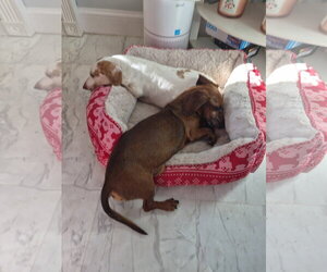 Dakota and Moose - Female Dachshund Dog for Adoption - Photo #7