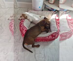 Small Photo #7 Dachshund Puppy For Sale in Taunton, MA, USA