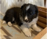 Small #7 Shetland Sheepdog