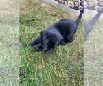 Small Photo #2 Labrador Retriever Puppy For Sale in COON RAPIDS, IA, USA