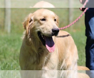 Mother of the Golden Retriever puppies born on 05/15/2026