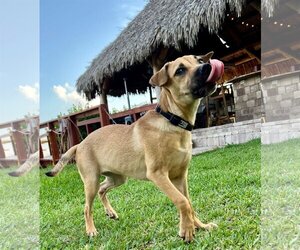 Mutt Dogs for adoption in Pompano Beach , FL, USA