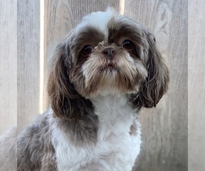 Shih Tzu Puppy for sale in CHICO, CA, USA